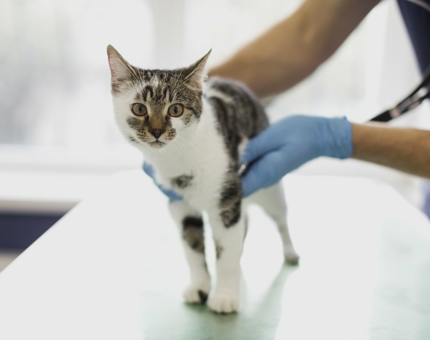 Veterinář pro malá zvířata